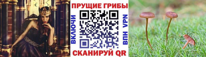 Галлюциногенные грибы Cubensis  купить   Елец 